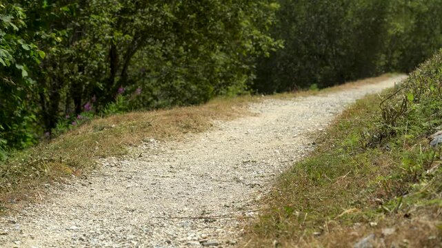 Senda solitaria del Camino de Santiago Franc&eacute;s atravesando un paisaje rural, rodeada de naturaleza y marcada por una atm&oacute;sfera de silencio y reflexi&oacute;n.