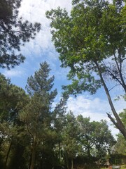 Fototapeta premium Low Angle View Looking Up Through Tall Pine and Tropical Trees Toward Blue Sky with White Clouds — Forest Canopy Nature Background