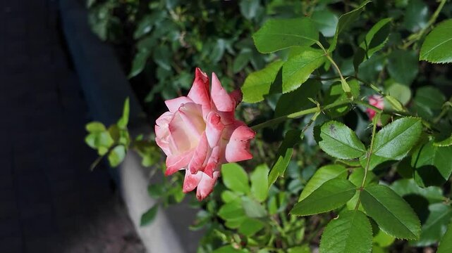Pink and cream rose mid-bloom leaning among glossy serrated leaves with sunlight, soft shadow, diagonal stem, vivid garden detail and natural floral texture, with rose, flower, bloom, petal detail