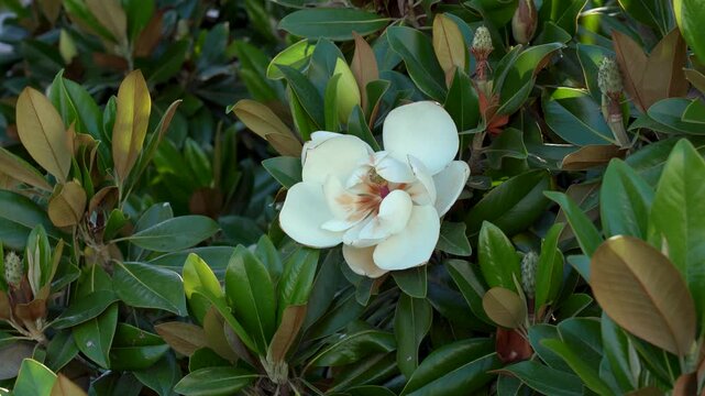 Detalle de una flor de magnolio abierta, mostrando la delicadeza de sus p&eacute;talos y la belleza natural de su floraci&oacute;n.
