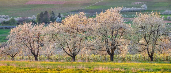 Row of cherry trees in full bloom in the warm light of the setting sun, Markgräfler Land, Baden-Württemberg, Germany © AVTG