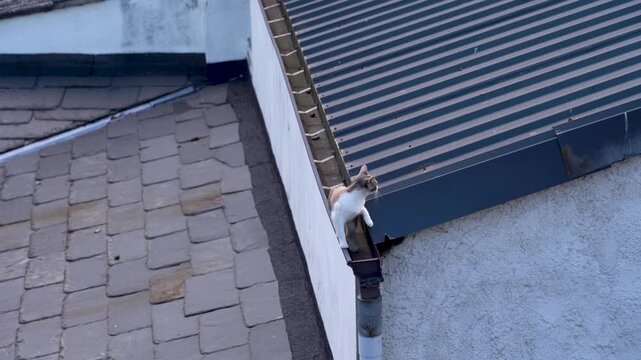 Detalle de un gato sobre los tejados de varias casas antiguas, observando desde lo alto el entorno de un barrio hist&oacute;rico.