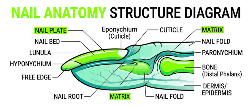 Human Nail Anatomy Structure Diagram Illustration