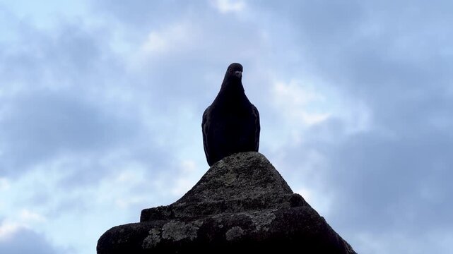 Detalle de una paloma posada sobre el pico de una piedra que, tras permanecer inm&oacute;vil, abre las alas y emprende el vuelo.