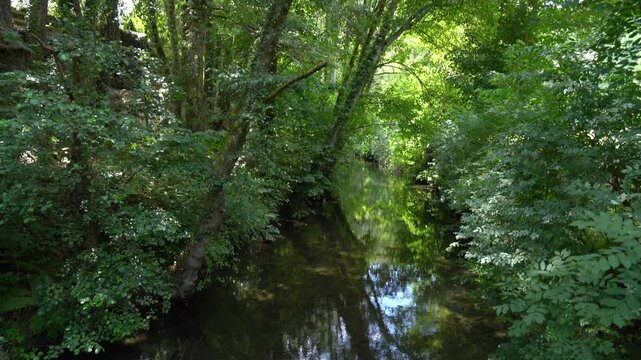 Bosque frondoso atravesado por un r&iacute;o, con vegetaci&oacute;n tan densa que apenas deja pasar la luz entre las hojas y ramas.