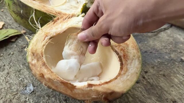 Close up of person hand scraping fresh young coconut meat with shell fragment for healthy snack 4k