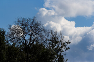 Fototapeta premium Bare tree branches reaching towards a vibrant blue sky with fluffy white cumulus clouds, capturing the stark beauty of nature in contrast with soft atmospheric elements