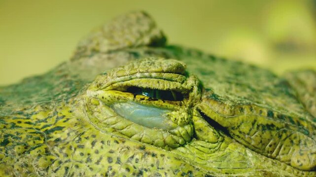 Extreme close up of green crocodile eye blinking in slow motion reveals detailed scales and nictitating membrane.