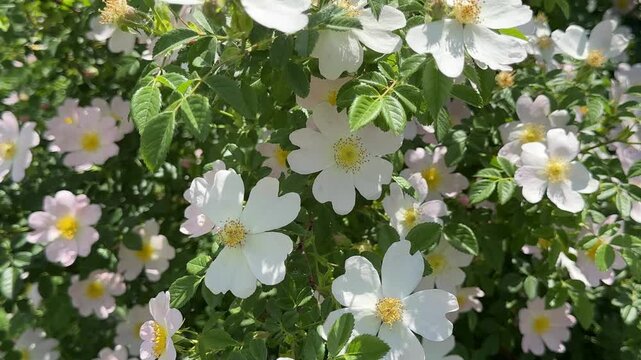 Beautiful wild rose bush covered in blooming white and pink flowers swaying gently in the breeze on a sunny day. Close-up of a blooming dog rose shrub with delicate white petals and vibrant green foli