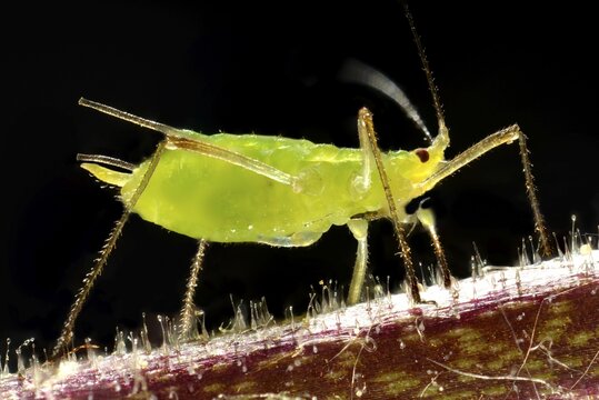 Adult Pea Aphid (Acyrthosiphon pisum), pest, macro shot, Baden-W&uuml;rttemberg, Germany