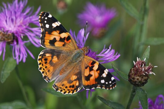 Thistle Butterfly, Painted Lady (Vanessa cardui, Cynthia cardui) sitting on a flowering Brown Knapweed, Brownray Knapweed (Centaurea jacea)