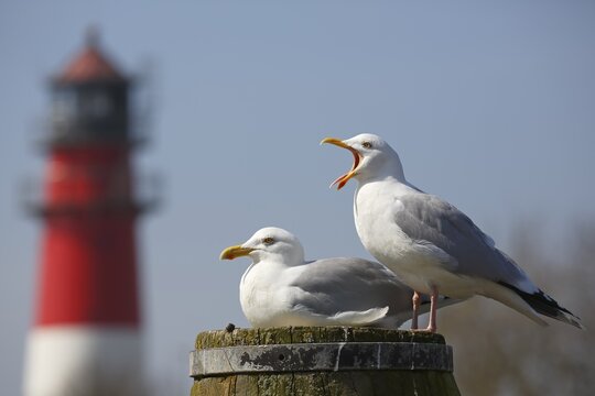 European herring gulls (Larus argentatus), animal couple sitting on a pillar in front of a lighthouse, B&uuml;sum, Schleswig-Holstein, Germany