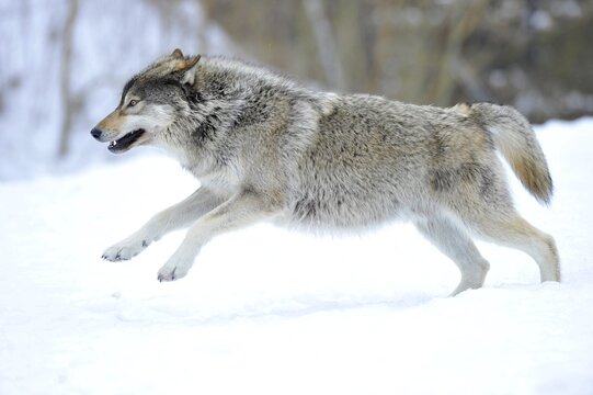 Mackenzie Valley Wolf, Alaskan Tundra Wolf or Canadian Timber Wolf (Canis lupus lycaon), young wolf jumping in the snow