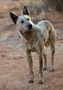 Dingo (Canis lupus dingo), Northern Territory, Australia