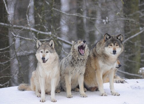 Mackenzie Wolf, Canadian wolf, Timber wolf (Canis lupus lycaon), three wolves in the snow, young in the middle