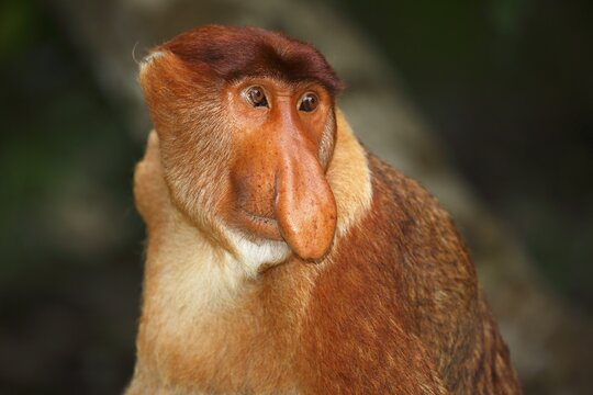 Proboscis Monkey (Nasalis larvatus), male in the rainforest, Bako National Park, Sarawak, Borneo, Malaysia