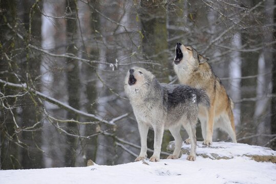 Mackenzie Valley Wolf, Alaskan Tundra Wolf or Canadian Timber Wolf (Canis lupus lycaon), wolves howling in the snow