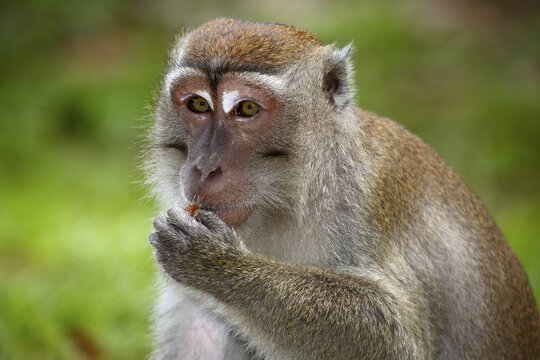 Crab-eating macaque (Macaca fascicularis), eating, Bako National Park, Sarawak, Borneo, Malaysia