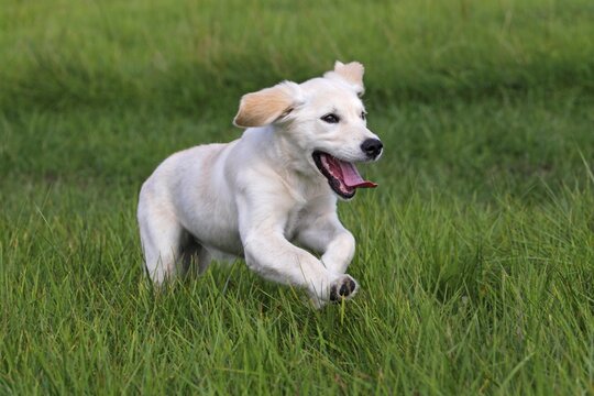 Golden Retriever (Canis lupus familiaris) puppy, three months, running across a meadow