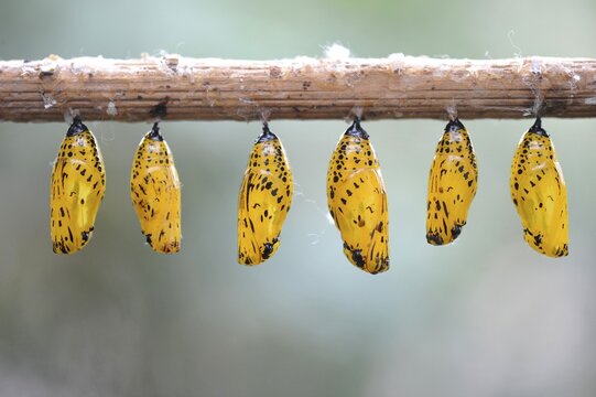 Paper Kite or the Rice Paper butterfly (Idea leuconoe), chrysalis