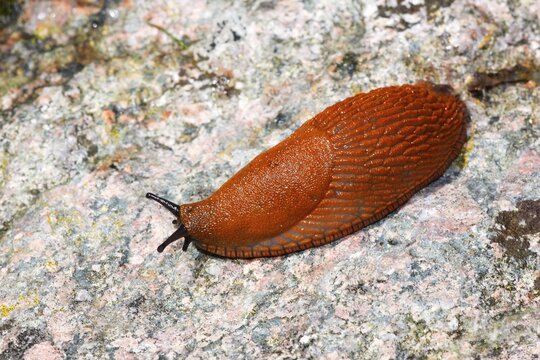 Spanish Slug (Arion lusitanicus, Arion vulgaris), garden pest