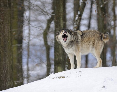 Mackenzie Valley Wolf, Alaskan Tundra Wolf or Canadian Timber Wolf (Canis lupus lycaon) in the snow, leader of the pack, aggressive