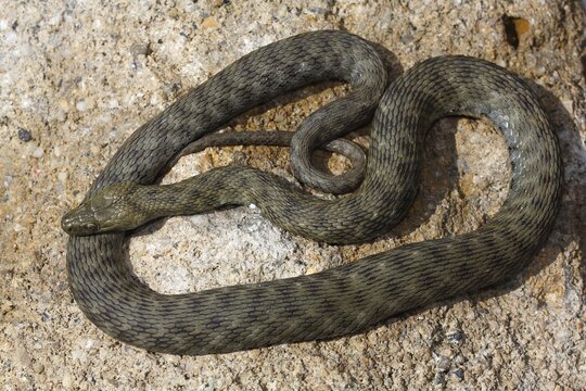 Dice Snake (Natrix tessellata) basking on stone, Hungary
