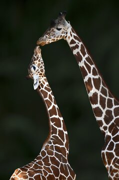 Two Reticulated giraffe (Giraffa camelopardalis reticulata), touching tenderly, mother animal and young animal, captive, Germany