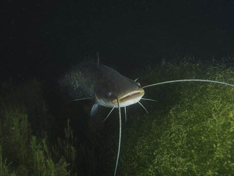 A catfish (Silurus glanis), Waller, swims amidst underwater plants in the dark water. Dive site Zollbr&uuml;cke, Rheinau, Canton Zurich, Rhine, High Rhine, Switzerland, Germany