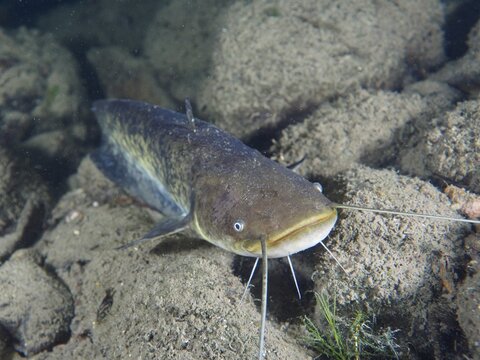 A catfish (Silurus glanis), Waller, with long barbels lies on stony ground next to aquatic plants, dive site Zollbr&uuml;cke, Rheinau, Canton Zurich, Rhine, High Rhine, Switzerland, Germany