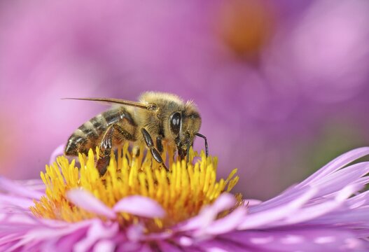 European Honey Bee or Western Honey Bee (Apis mellifera) sitting on an Aster flower (Aster) drinking nectar