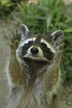 Raccoon (Procyon lotor) begs for food, captive, North Rhine-Westphalia, Germany