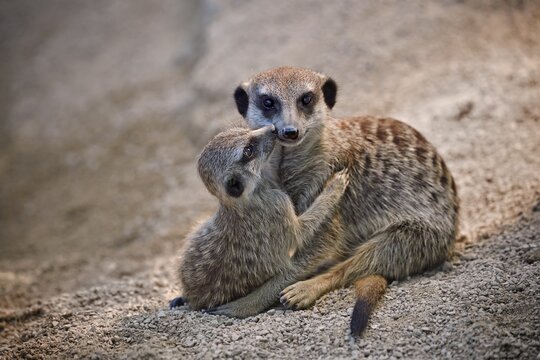 Meerkats (Suricata suricatta), 12 week old juvenile cuddling mother, captive