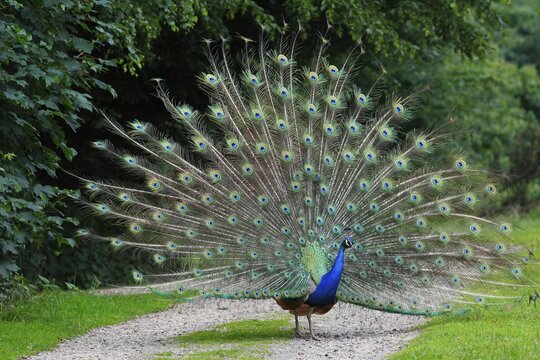 Peafowl (Pavo cristatus), courtshiping cock, Germany