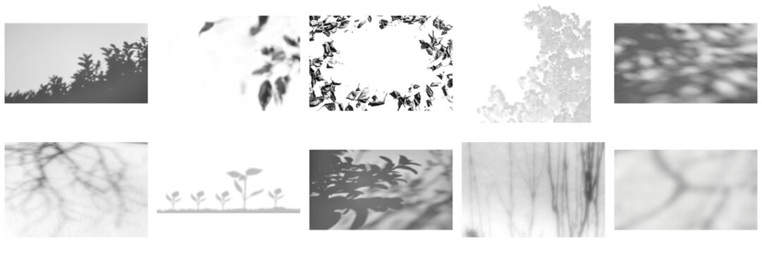 Transparent soft leaf shadows, palm silhouettes, window shadow textures and blurred botanical overlays set and collection for PNG overlay background design.