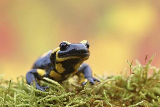 Fire salamander (Salamandra salamandra), running over moss in autumn forest, Indian summer, animal portrait, wildlife, North Rhine-Westphalia, Germany