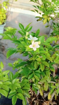 Blooming Orange Jasmine (Murraya paniculata) with Fragrant White Flowers in Tropical Garden