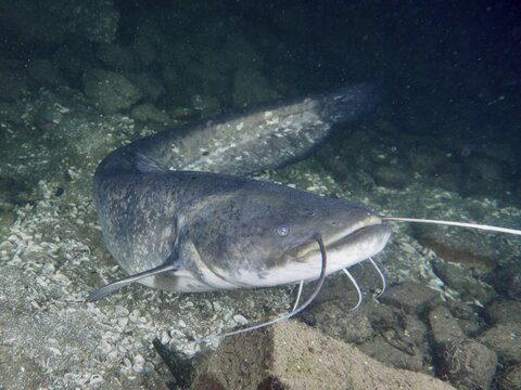 A catfish (Silurus glanis), Waller, moves easily over a stony ground in the water, dive site Zollbr&uuml;cke, Rheinau, Canton Zurich, Rhine, High Rhine, Switzerland, Germany