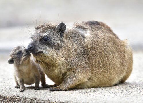 Cape hyraxes (Cape hyraxes), kitten with mother, tender, social behaviour, captive
