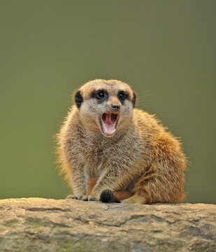 Meerkat (Suricata suricatta) with its mouth open