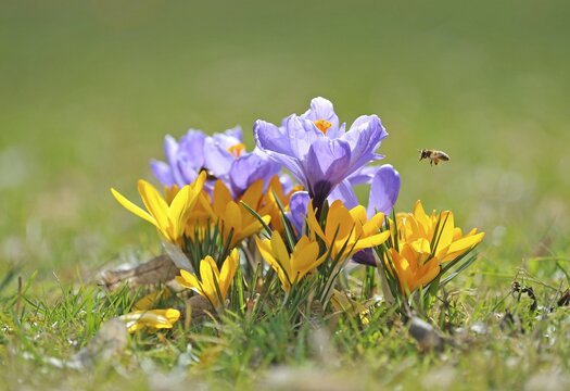 Purple Crocus (Crocus) and a Honey Bee (Apis mellifera)