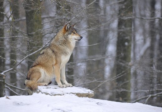 Mackenzie Valley Wolf, Alaskan Tundra Wolf or Canadian Timber Wolf (Canis lupus lycaon) in the snow, leader of the pack