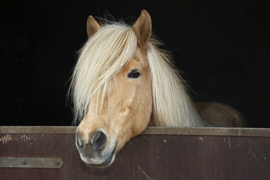 Iceland horse, isabell coloured mare looking curiously out of a horse box, breed Iceland Pony (Equus islandicus), Schleswig-Holstein, Germany