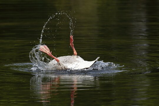 Bathing Greylag Goose (Anser anser) splashing with water, lying on her back in the water, Schleswig-Holstein, Germany