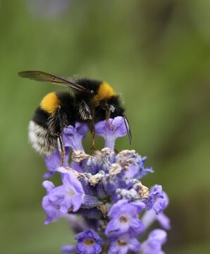 Large earth bumblebee (Bombus terrestris), also thick bumblebee or black bumblebee, true Common lavender (Lavandula angustifolia), Baden-W&uuml;rttemberg, Germany