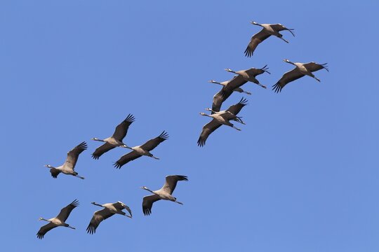 Flying gray cranes (Grus grus), bird migration, R&uuml;gen-Bock region, Western Pomerania Lagoon Area National Park, Mecklenburg-Western Pomerania, Germany