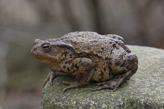 Common Toad (Bufo bufo), female during mating season, Schleswig-Holstein, Germany