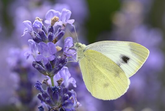 Small white (Pieris rapae), sucks nectar on real lavender (Lavandula angustifolia, Baden-W&uuml;rttemberg, Germany