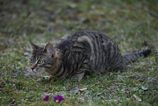 Domestic cat , tabby, on lurking, observing, kitten 6 months, Germany