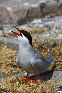 Arctic Tern (Sterna paradisaea) in nesting area, Schleswig-Holstein Wadden Sea National Park, North Sea Coast, Schleswig-Holstein, Germany, Europe
